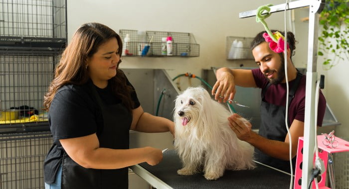 How to start a dog grooming business in the UK? Well, you have to be qualified enough to start one.You can do this by enrolling on a course through the national careers website.By doing so, you follow the industry standards and ensure your furry clients are satisfied and safe. 